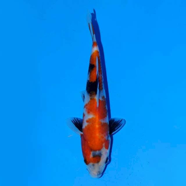 Showa sanshoku