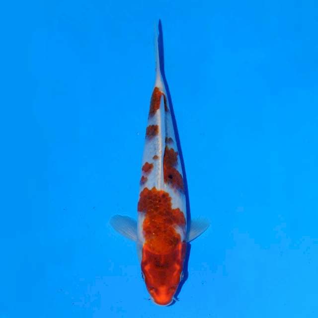 Goromo