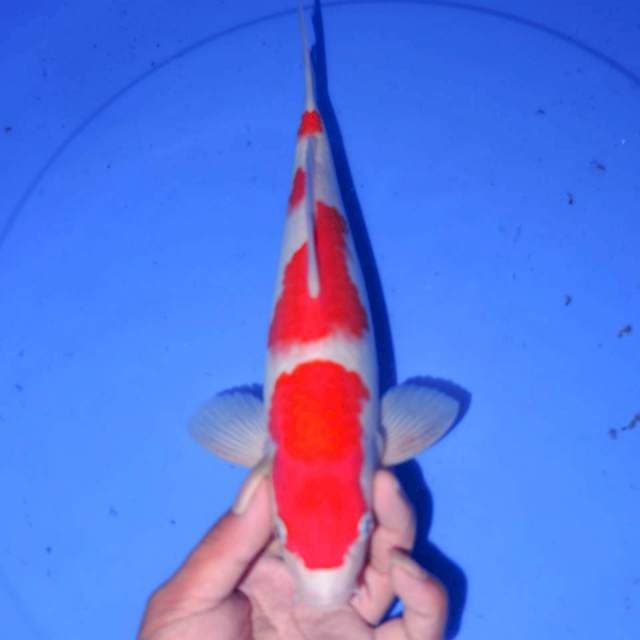 YONDAN KOHAKU 30cm
