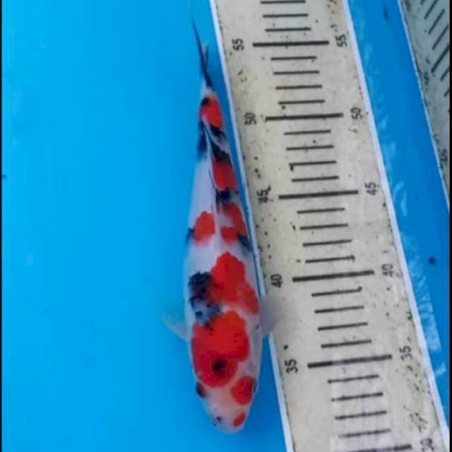 Showa 23cm Male