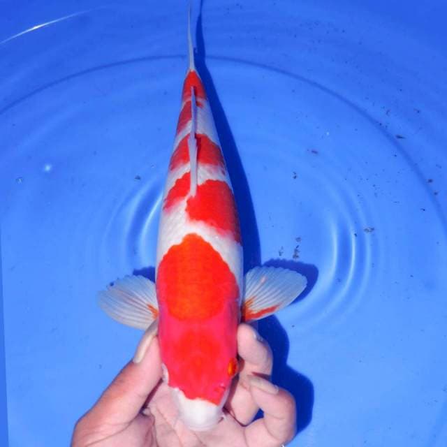 KOHAKU POLKADOT 30cm