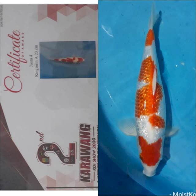 Kohaku Ginrin Champion, 36cm, Jantan