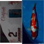 Kohaku Ginrin Champion, 36cm, Jantan