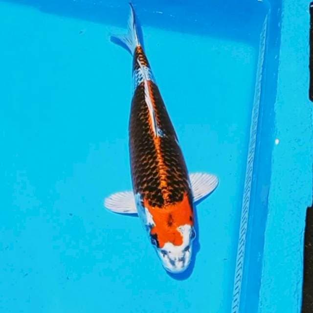Kujaku nyoss 32cm