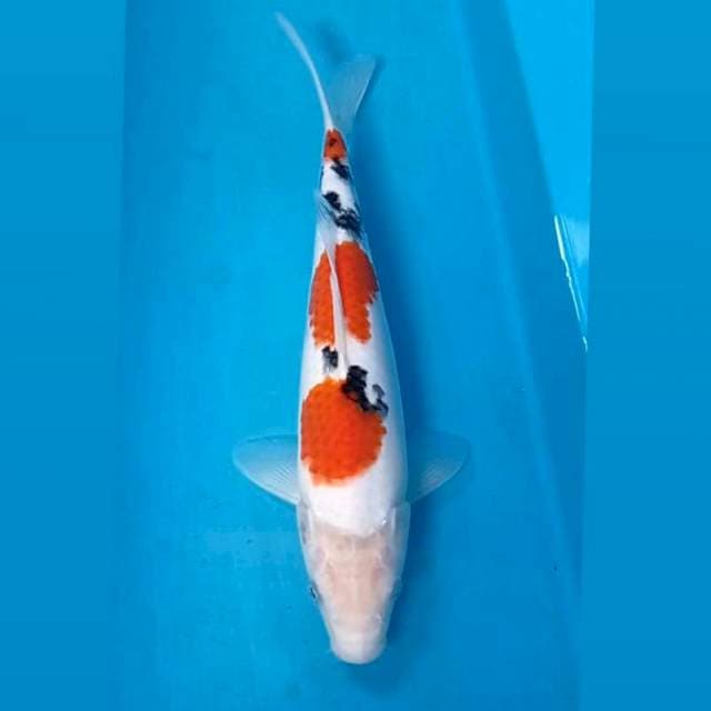 Sanke, 29 cm