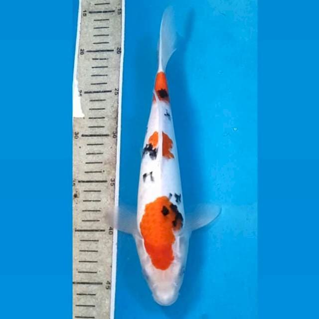 Sanke, 29 cm