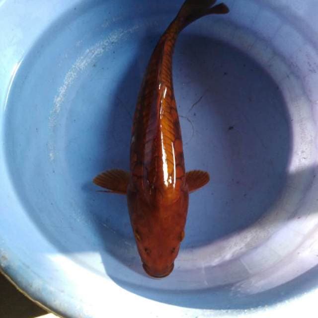 Cagoi tembaga sisik aragoke