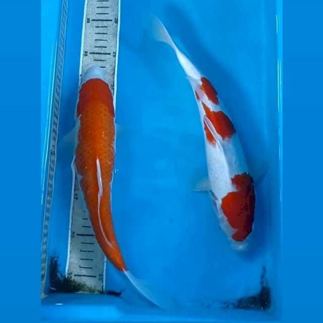Paket kohaku, 34 cm