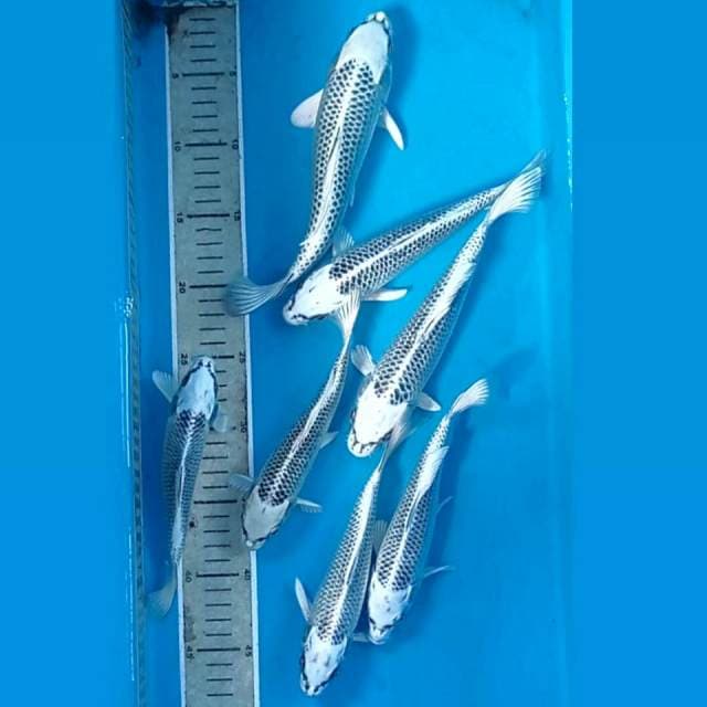 Paket gin matsuba, 18-24 cm