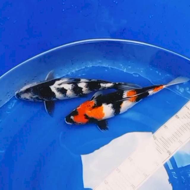 Mix, Showa Shiro 37cm