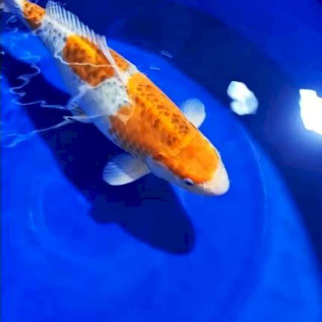 Goshiki Jumbo