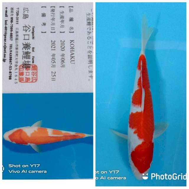 Kohaku tosai Taniguchi