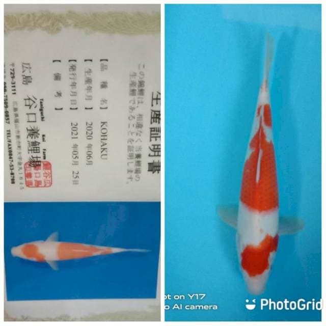 Kohaku tosai Taniguchi