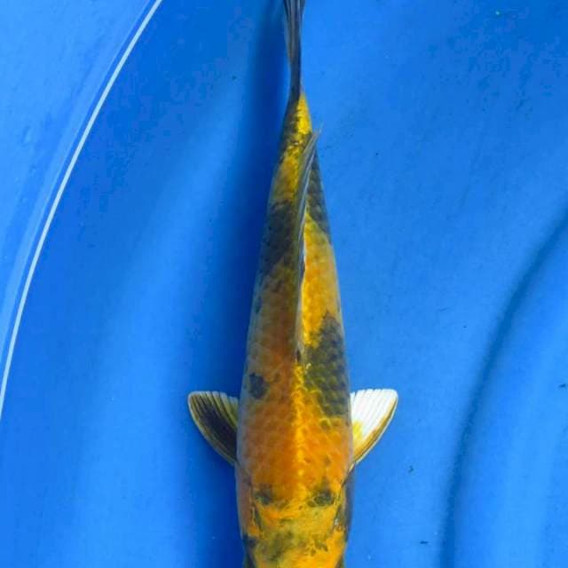 Kinki utsuri 30cm