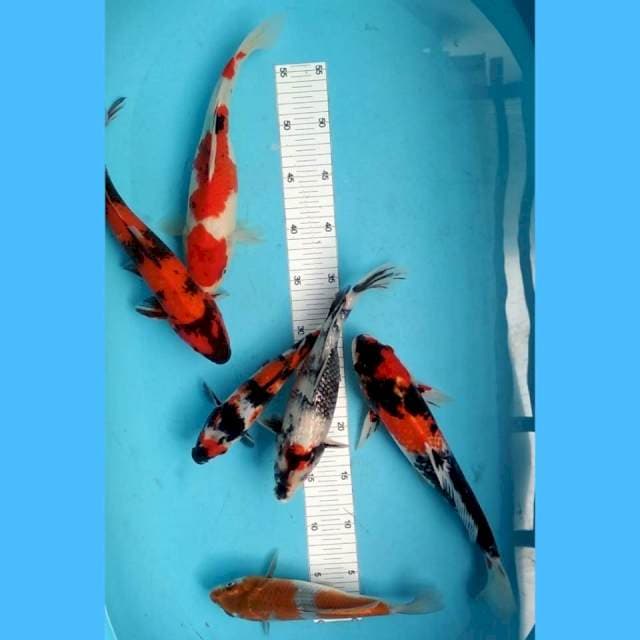 Mix 24-32cm 6 ekor