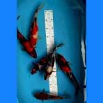 Mix 24-32cm 6 ekor