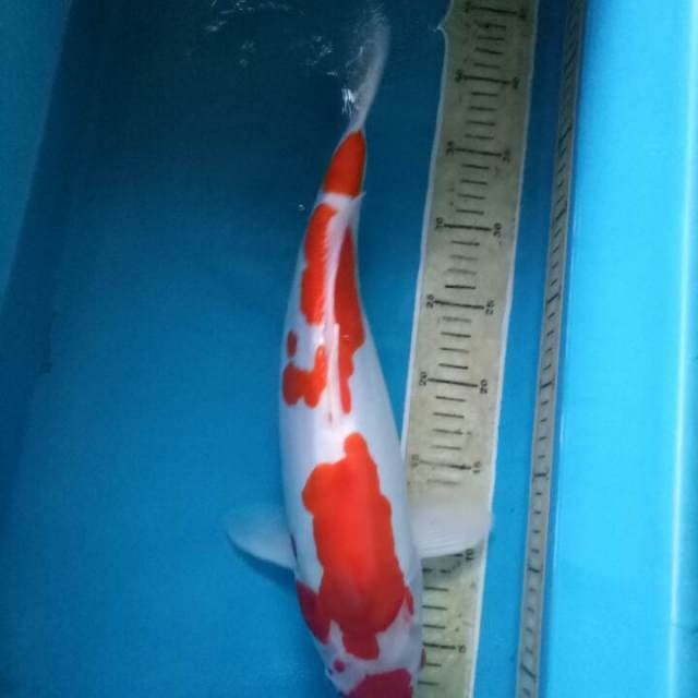 Kohaku Doitsu Murni