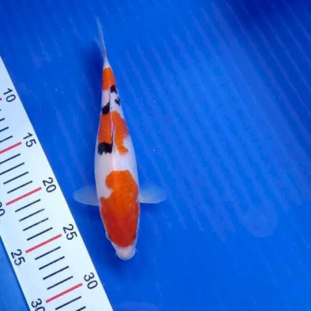 Sanke 23cm