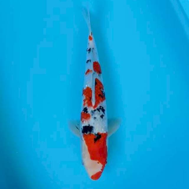 Sanke ginrin 40cm