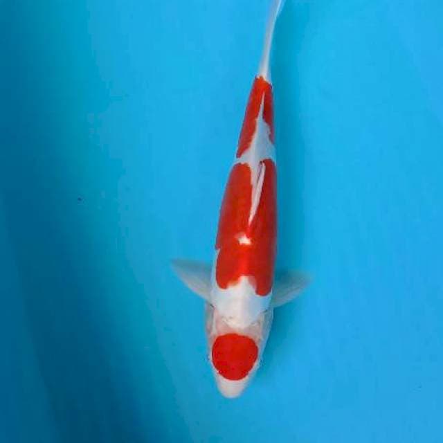 Kohaku doit 35cm