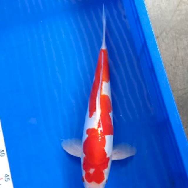 Kohaku doit 37cm