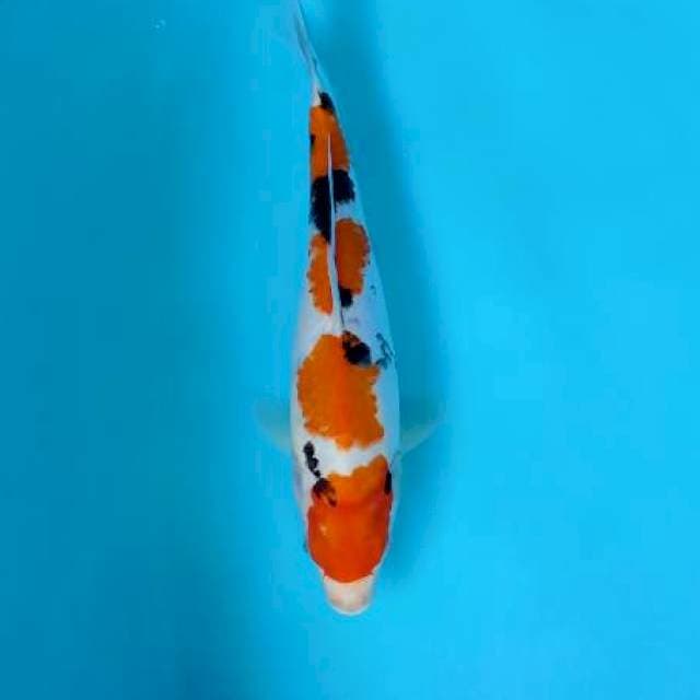 Showa 34cm