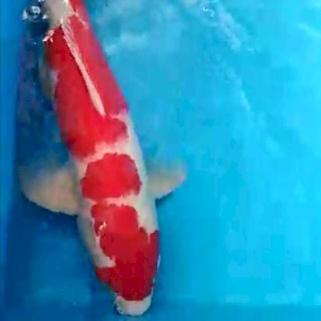 Kohaku Red Strong 60 cm BU