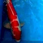 Kohaku Red Strong 60 cm BU