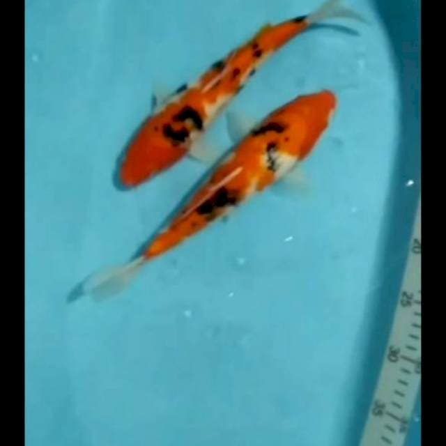  2 sanke jumbo 30-31cm