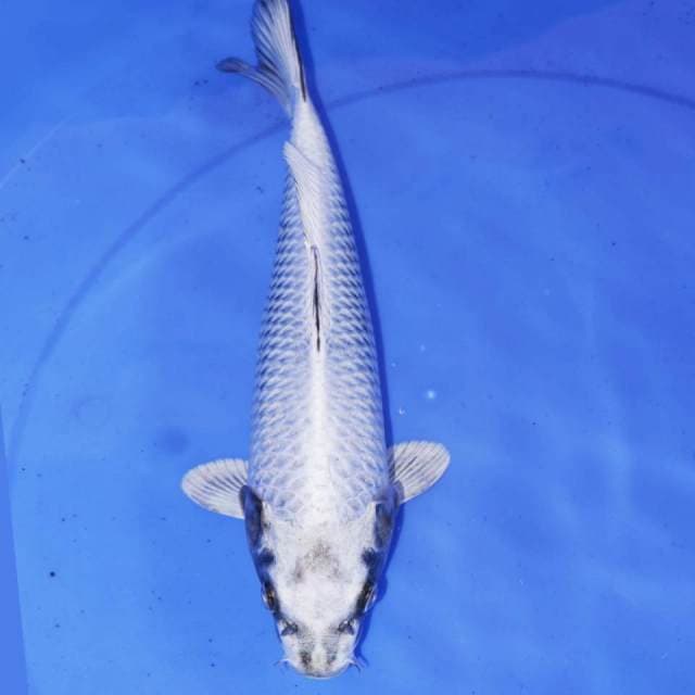 31cm GIN MUKASI
