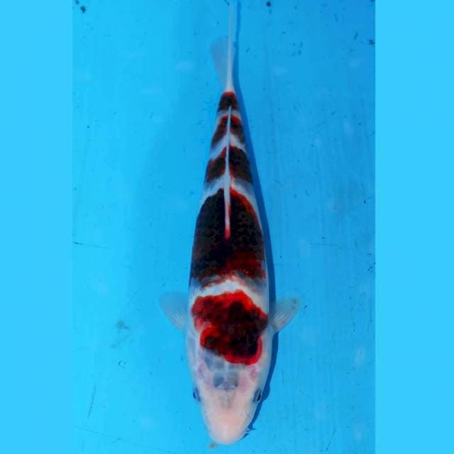25CM GONDAN