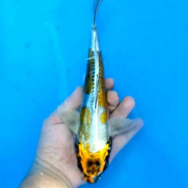 Kin kikkoryu 28cm