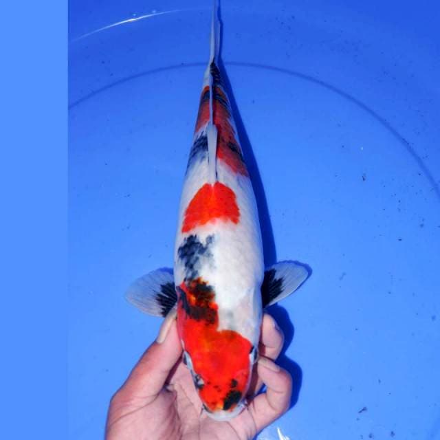 36cm KINDAI SHOWA BAGUS