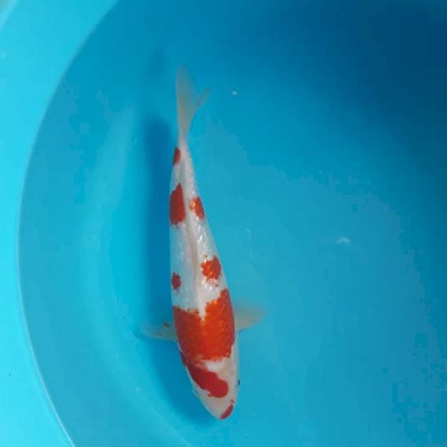 Blink-blink Merah Putih 31cm