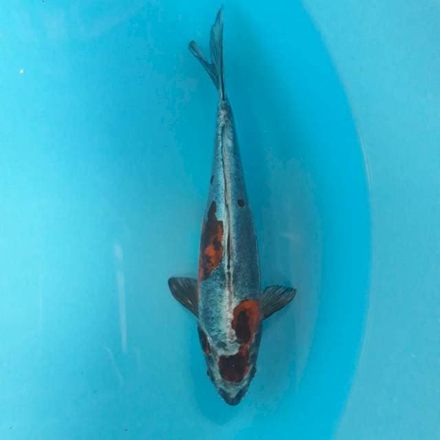 Beni Kikokuryu Mulus 29cm