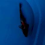 Showa male 30cm