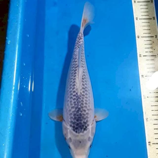 ASHAGI 35 CM