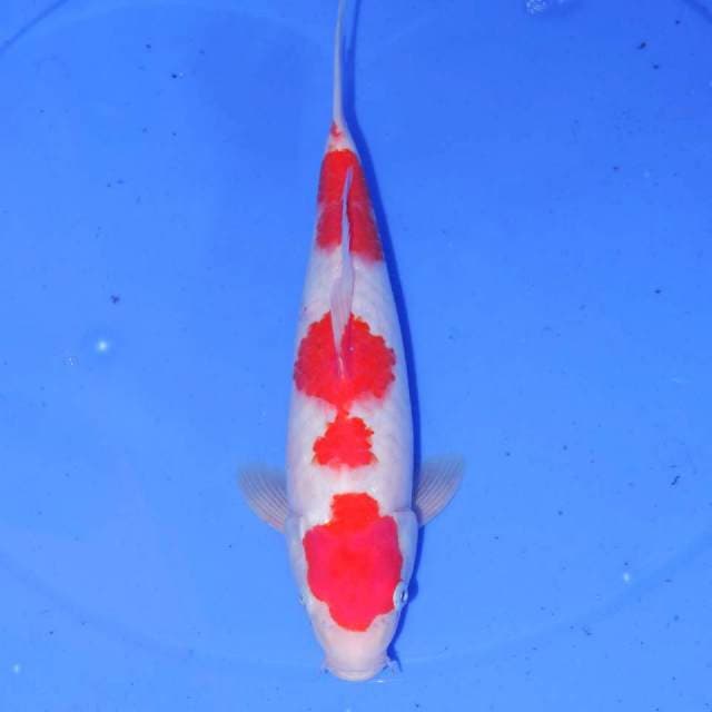 KOHAKU APIK 31cm