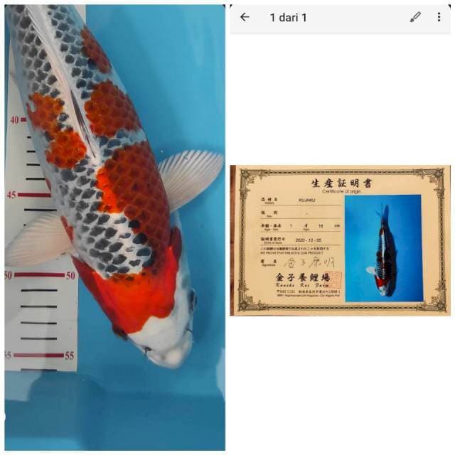 Kaneko Kujaku