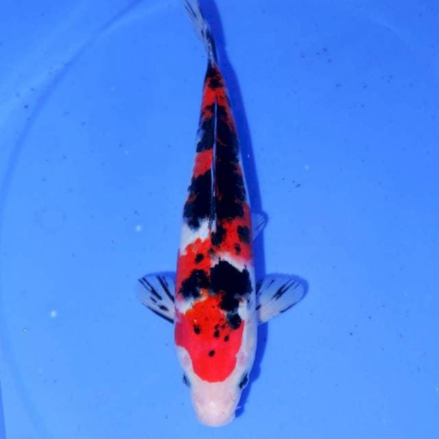 SHOWA DALMATION 23cm
