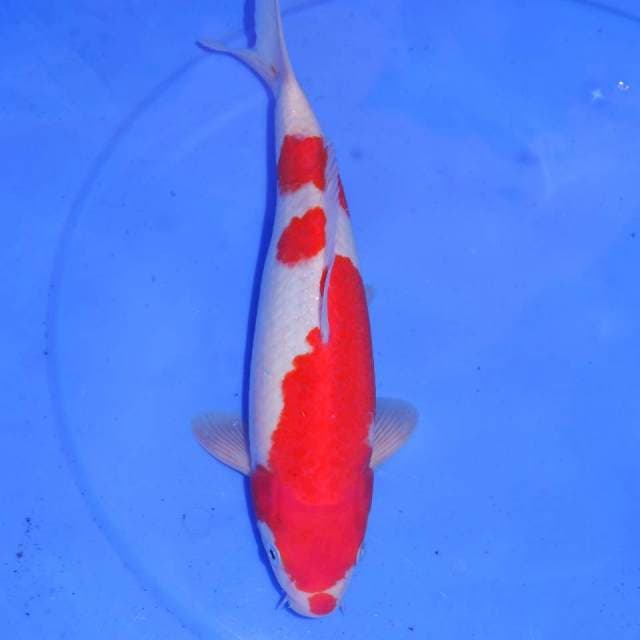 KOHAKU 32cm