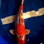 Kikokuryu Female, 52 cm. Calon ibu.. 