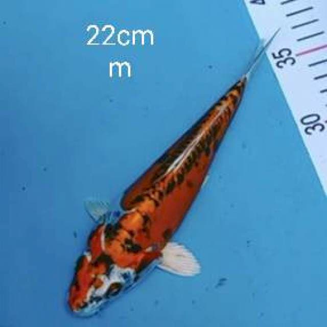 Kiko 22cm