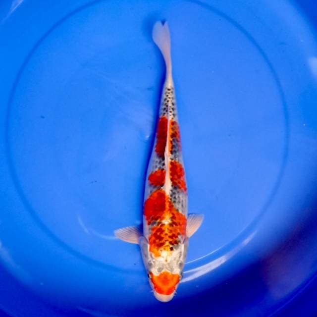 Kujaku 32 cm