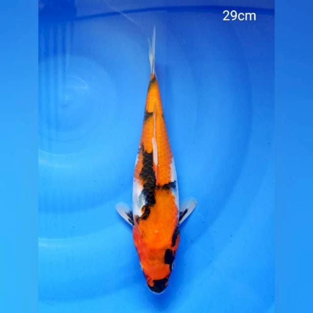Showa 29cm