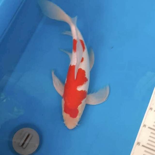 si Tampan Kohaku slayer 40bu  🤩😍🥰