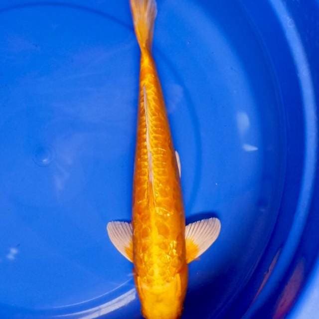 Orenji Aragoke jumbo 37 cm