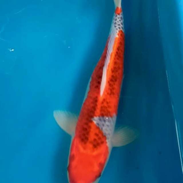 Goshiki Strong 38cm