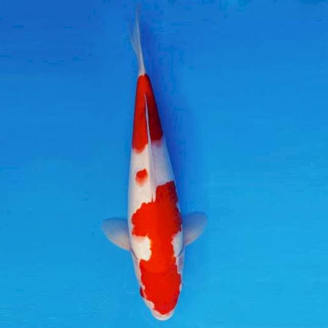 FURY 2 - Kohaku ®