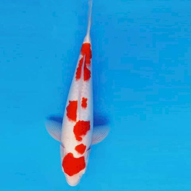 FURY 8 - Kohaku Sakura ®